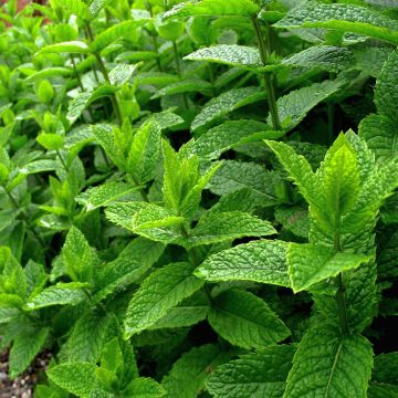 Mentha piperata officinalis Alba Bio - Menta piperita