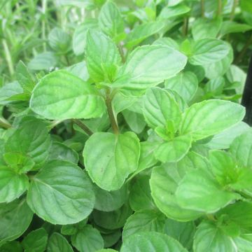 Mentha piperita Chartreuse Bio - Menta piperita