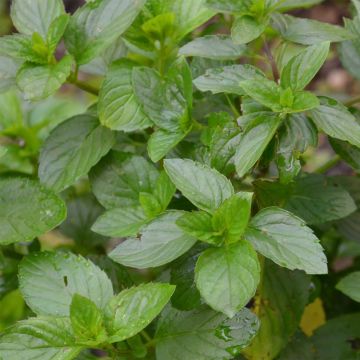 Mentha citrata Goût d'Orange Bio - Menta bergamotto