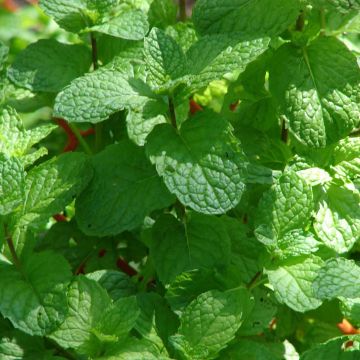 Mentha citrata Grapefruit Bio - Menta bergamotto