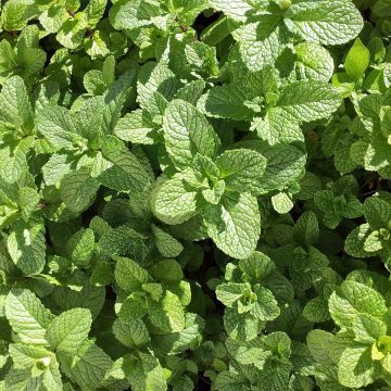 Mentha hemingwayensis Mojito - Menta