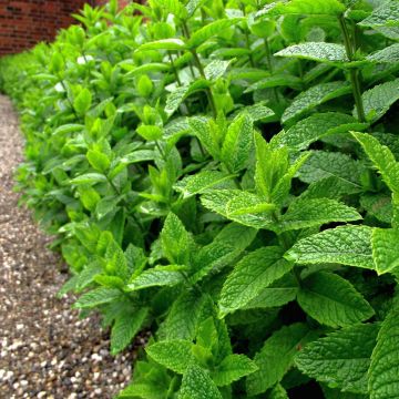 Mentha piperita Bio (piante) - Menta piperita