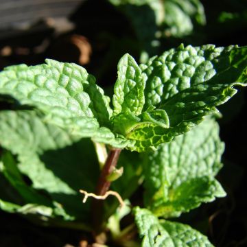 Mentastro verde Tashkent Bio