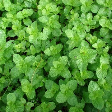 Mentastro verde Yakima