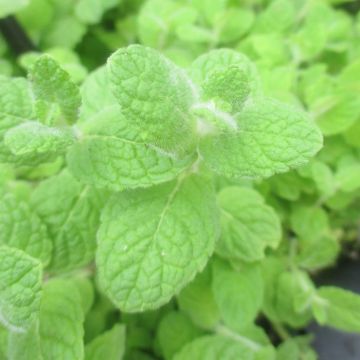 Mentha suaveolens Bio - Menta a foglie rotonde