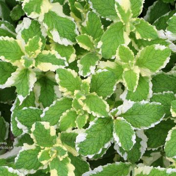 Mentha suaveolens Pinedo - Menta a foglie rotonde