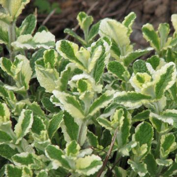 Mentha suaveolens Variegata - Menta a foglie rotonde