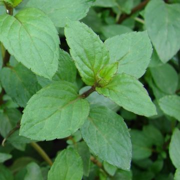 Mentha piperita Réglisse Bio - Menta piperita