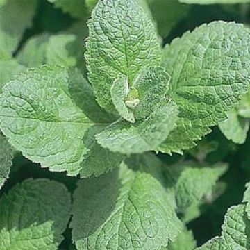 Mentha piperita Swiss - Menta piperita