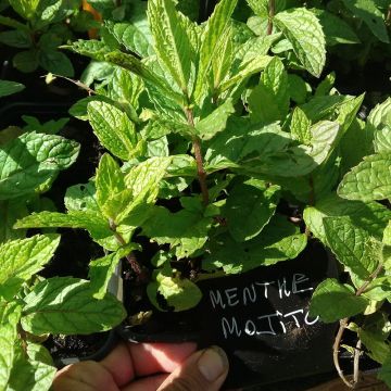 Mentha hemingwayensis Mojito Bio - Menta