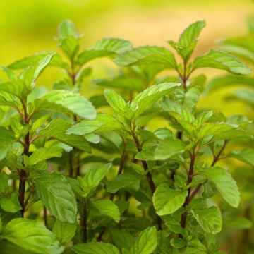 Mentha x piperita Citrata - Menta piperita