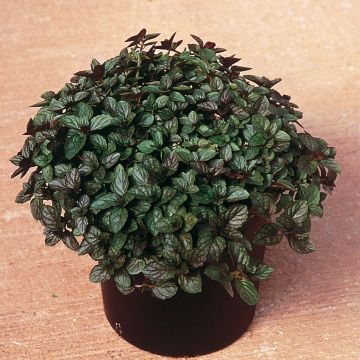 Mentha piperita (piante) - Menta piperita