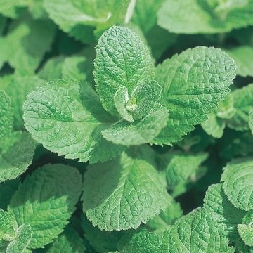 Mentha suaveolens Applefruit - Menta a foglie rotonde