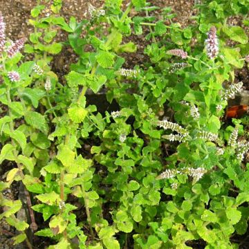 Mentha rotundifolia Bio - Menta