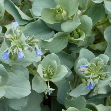 Mertensia maritima - Erba ostrica