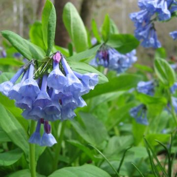 Mertensia virginica