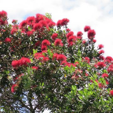 Metrosideros excelsa - Albero di Natale della Nuova Zelanda