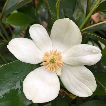 Magnolia yunnanensis