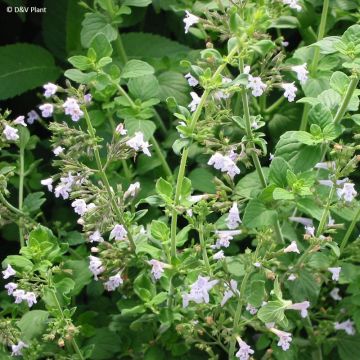 Micromeria thymifolia - Issopo del Carso