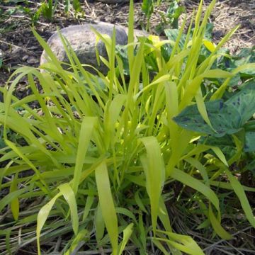 Milium effusum Aureum - Miglio selvatico