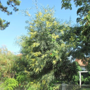 Acacia retinodes - Mimosa 4 stagioni