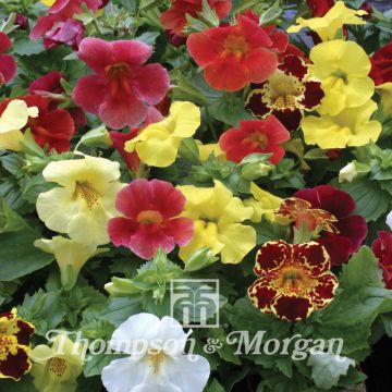 Mimulus Maximus Mixed