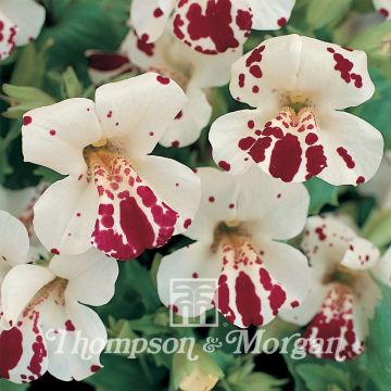 Mimulus Monkey Magic