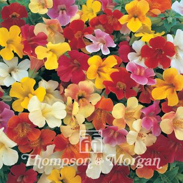 Mimulus Mystic Mixed