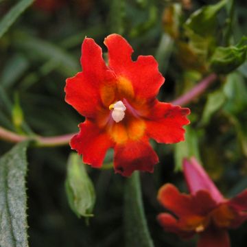 Mimulus aurantiacus Mai Tai Red