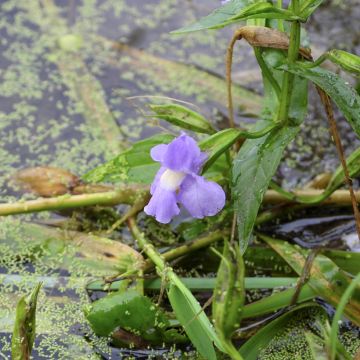 Mimulus ringens - Mimolo ringhioso