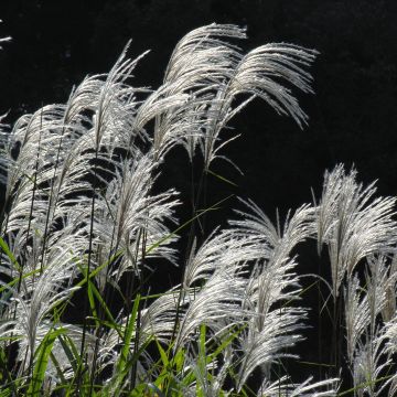 Miscanthus sacchariflorus