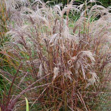 Miscanthus sinensis Aperitiv