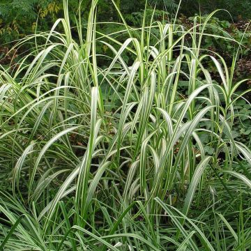 Miscanthus sinensis Cabaret