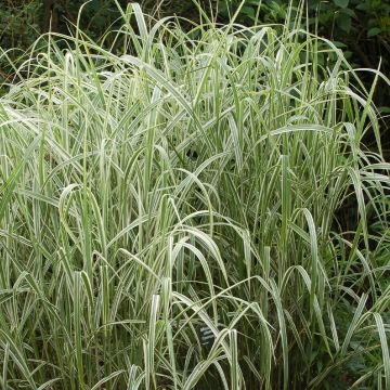 Miscanthus sinensis Cosmopolitan