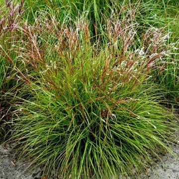 Miscanthus sinensis Cute One