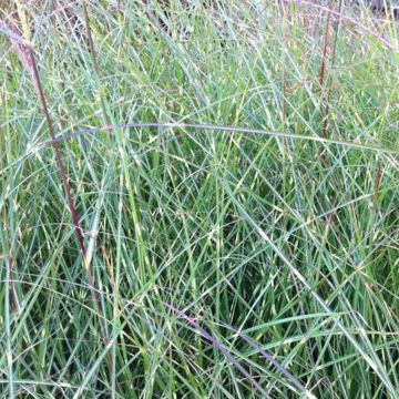 Miscanthus sinensis Etincelle