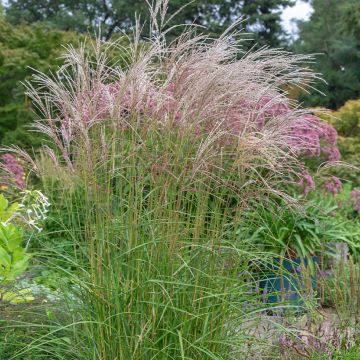 Miscanthus sinensis Flamingo