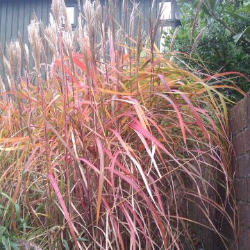 Miscanthus sinensis Ghana