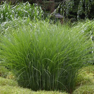 Miscanthus sinensis Gracillimus