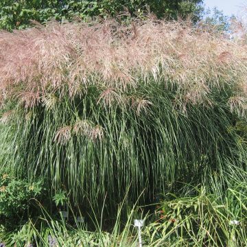 Miscanthus sinensis Graziella