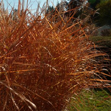 Miscanthus sinensis Purpurascens