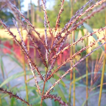 Miscanthus sinensis Rotsilber