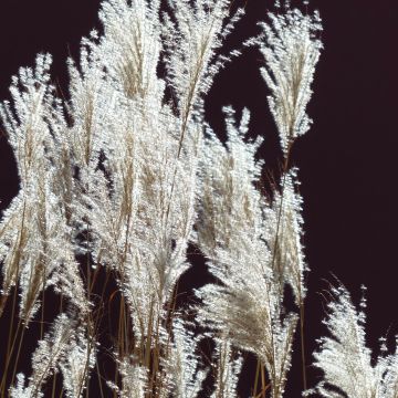 Miscanthus sinensis Silberfeder