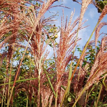 Miscanthus sinensis Sirene