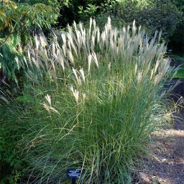 Miscanthus transmorrisonensis