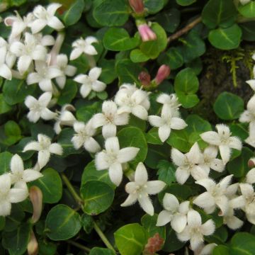 Mitchella repens