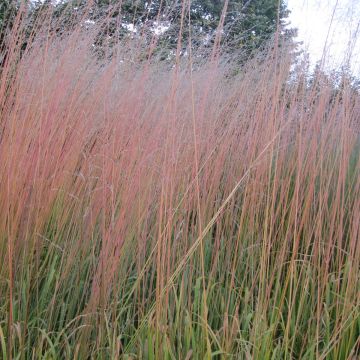 Molinia caerulea subsp. arundinacea Windsaule