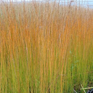 Molinia caerulea Edith Dudszus