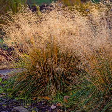 Molinia caerulea Moorflamme