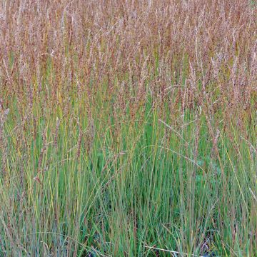 Molinia caerulea Moorhexe